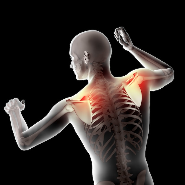 3D male medical figure with shoulder blades highlighted