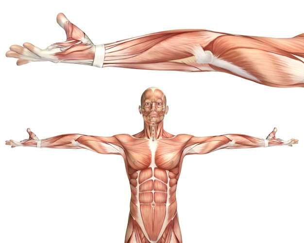 Upper Body Muscles Images – Browse 221,404 Stock Photos, Vectors, and Video