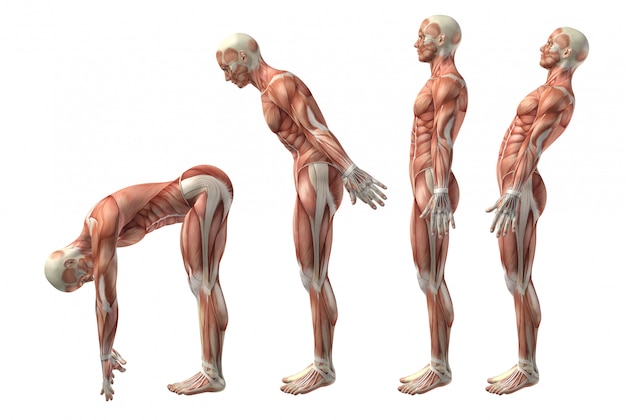 3D medical figure showing trunk flexion, extension and hyerextension