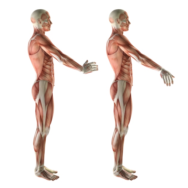 3D медицинская фигура, показывающая радиальное отклонение запястья и отклонение локтевого сустава