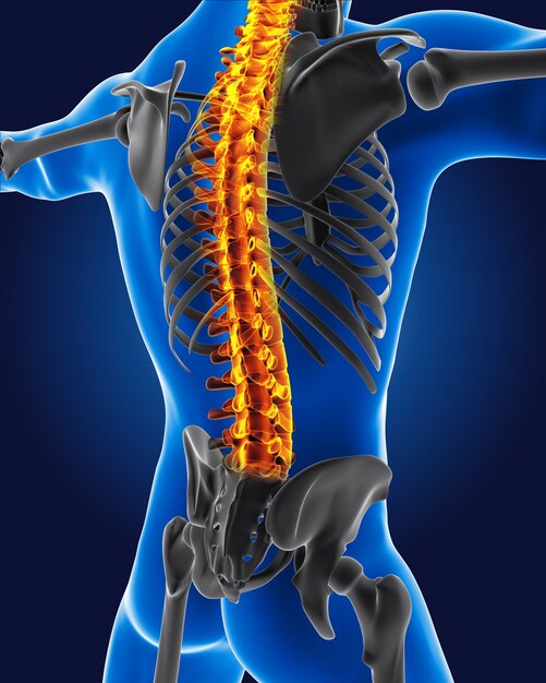 スケルトンの背骨が強調表示された3D医療従事者