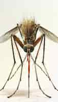 Free photo 3d mosquito in studio