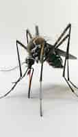 Free photo 3d mosquito in studio