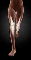 Foto gratuita rendering 3d delle gambe scheletriche femminili in esecuzione