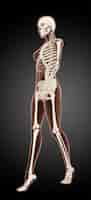 Foto gratuita rendering 3d di uno scheletro medico femminile che cammina