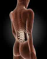 Free photo 3d render of a female medical skeleton with close up on back