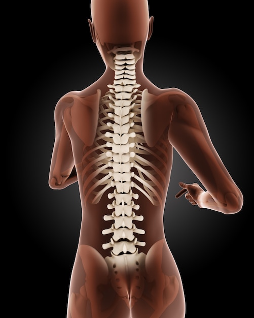 3D визуализации женского медицинского скелета с крупным планом на спине