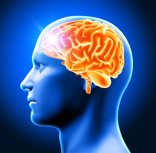 3d render of a male head showing brain