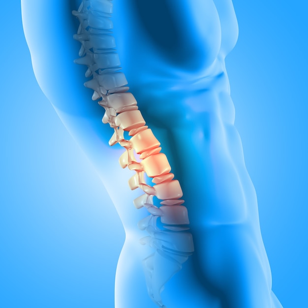 강조 척추와 남성 의료 그림의 3D 렌더링