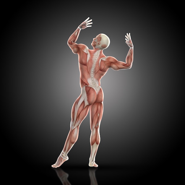 3D визуализация культуриста медицинской фигуры с картой мышц в позе бодибилдинга, вид сзади