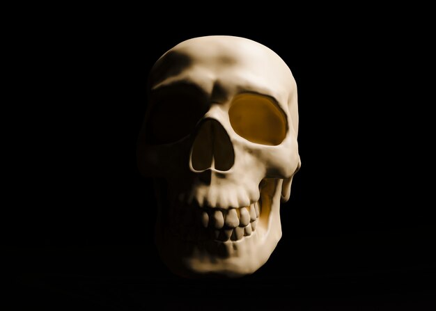 3d view of skull