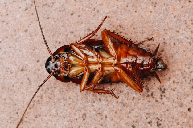 ゴキブリは木の床で死んで横たわっている 死んだゴキブリ 顔を閉じる ゴキブリを閉じる プレミアム写真 ゴキブリは木の床で死んで横たわっている 死んだゴキブリ 顔を閉じる ゴキブリを閉じる プレミアム写真