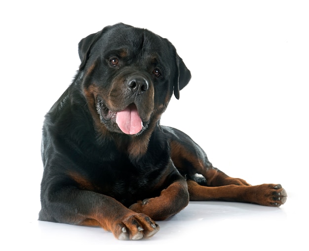 純血種のドイツのロットワイラーの子犬 Woodctita4 1