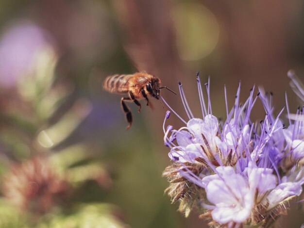 青い花を背景にした蜂が野原を飛ぶ