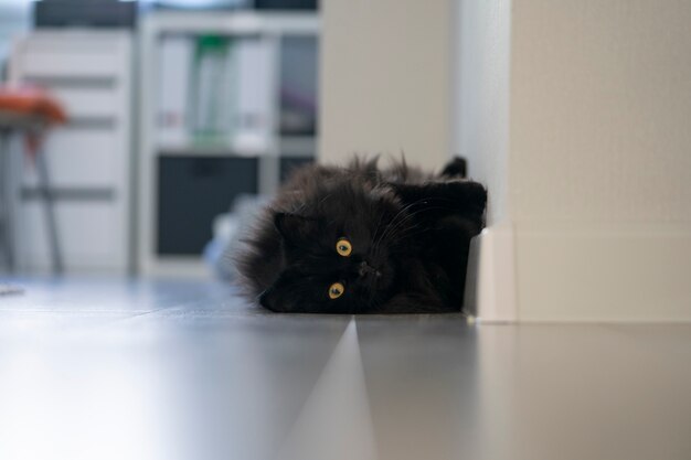 緑の目のクローズアップと黒い猫のかわいい顔 プレミアム写真 緑の目のクローズアップと黒い猫のかわいい顔 プレミアム写真