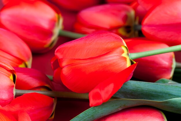 Букет красных тюльпанов в весенний сезон