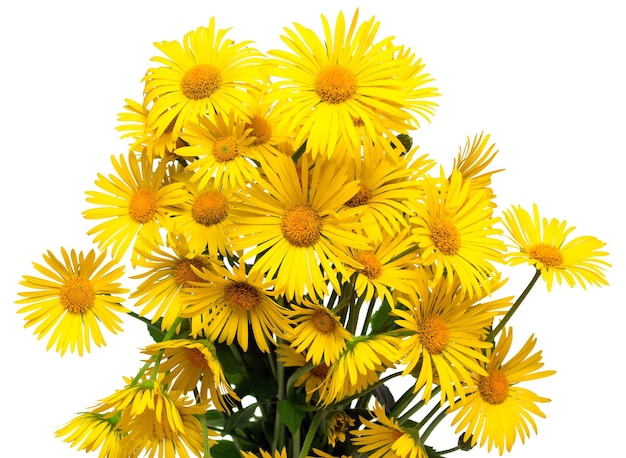 白い​背景​に​分離された​黄色い​花​の​治療的​な​ヒナギク​の​花束