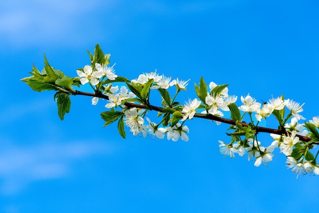 青い​空​を​背景​に​庭​に​白い​花​が​咲く​リンゴ​の​木​の​枝