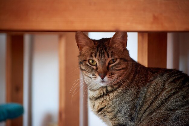 Снимок крупным планом красивой полосатой кошки с зелеными глазами под столом