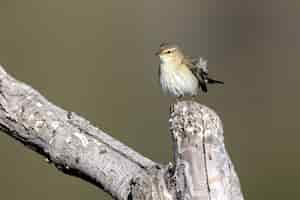 無料写真 一般的なシフチャフ、phylloscopus collybitaのクローズアップショットが枝に腰掛け