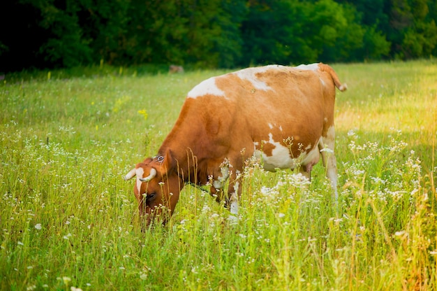 소가 초원, 여름 배경에서 풀을 뜯고 있다