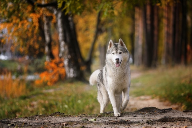 Собака гуляет в осеннем лесу