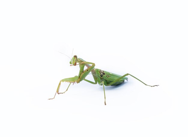 カマキリ 画像 無料のベクター ストックフォト Psd