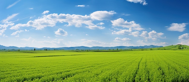 Бесплатное фото Поле золотой пшеницы среди зеленой травы