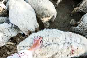 無料写真 インドでの羊の群れ
