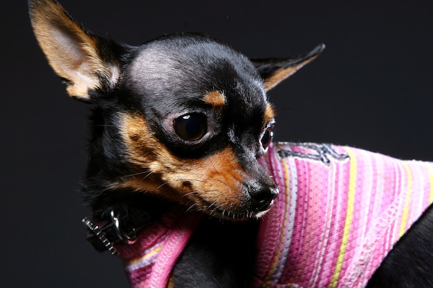 Бесплатное фото Прикольная собака на домашнем интерьере