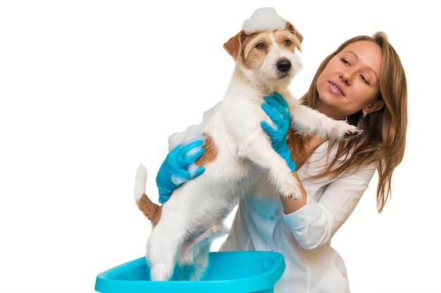 白いローブと青い手袋をした女の子が流域で犬を洗います