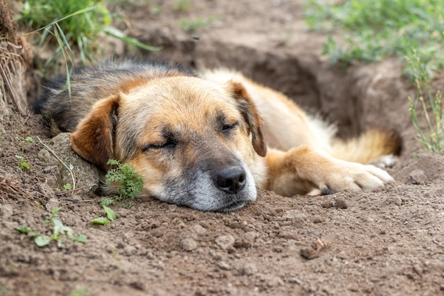 Большая коричневая собака лежит в вырытой яме