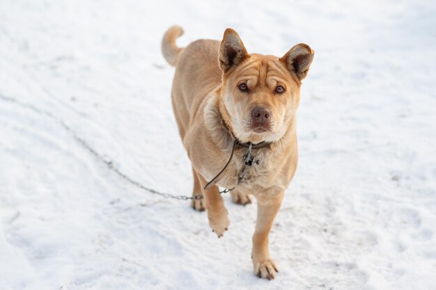 ひも​に​つないでいる​大きな​犬​が​雪​の​中​を​歩き​、​カメラ​を​見る