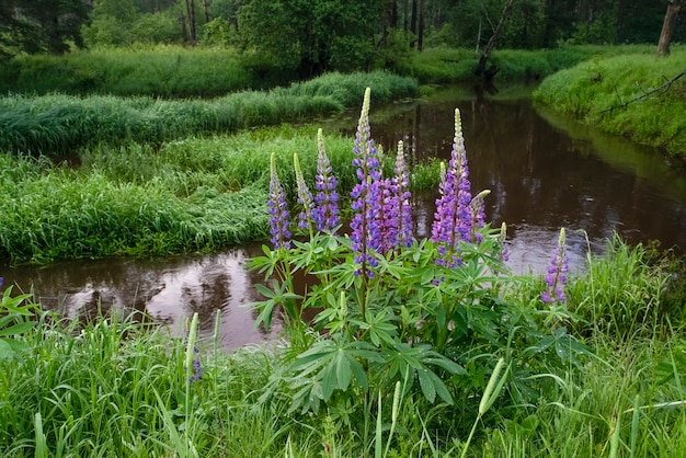 野生の紫色の花の背景の牧草地 Premium写真