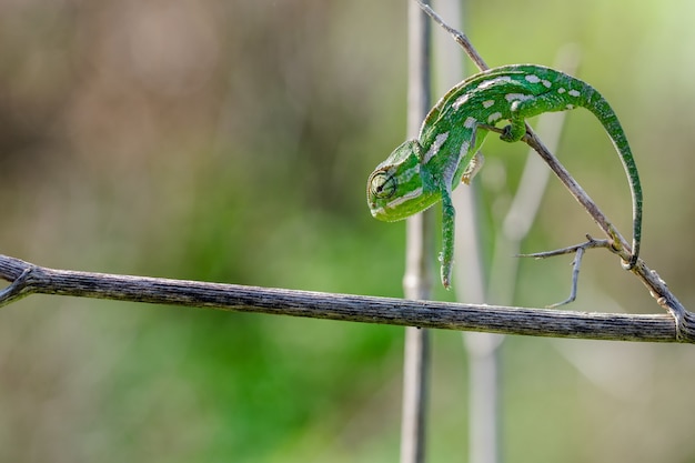 Бесплатное фото Средиземноморский хамелеон, chamaeleo chamaeleon, тянется и образует арку, двигаясь по фенхелю.