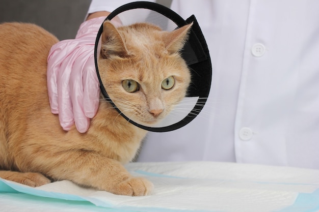 수의사에서 보호 칼라에 빨간 고양이. 애완 동물의 검사 및 치료.