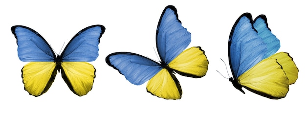 Набор бабочек с флагом украины на крыльях изолированно на белом фоне. фото высокого качества