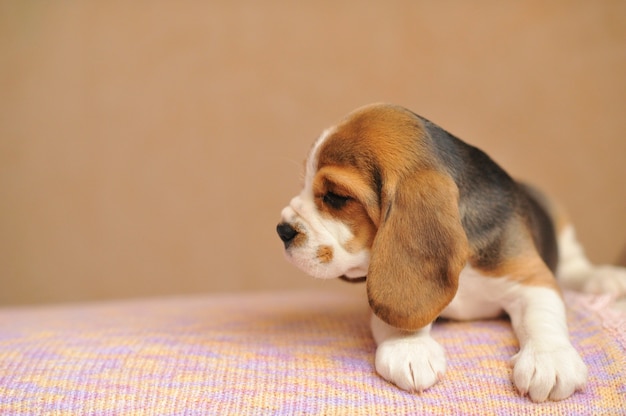 テーブルの横を向いている小さなかわいいビーグル犬の子犬が横たわっていました しわのある顔のビーグル犬の子犬 プレミアム写真