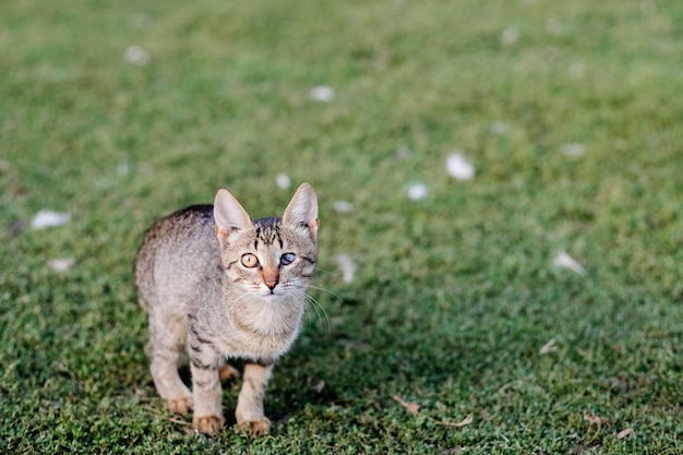 작은 새끼 고양이는 한쪽 눈이 먼 채로 풀밭에 앉아 있습니다. 여름에 잔디에 밖에 앉아. 개념 장애인 동물입니다. 고립, 사람이 없다