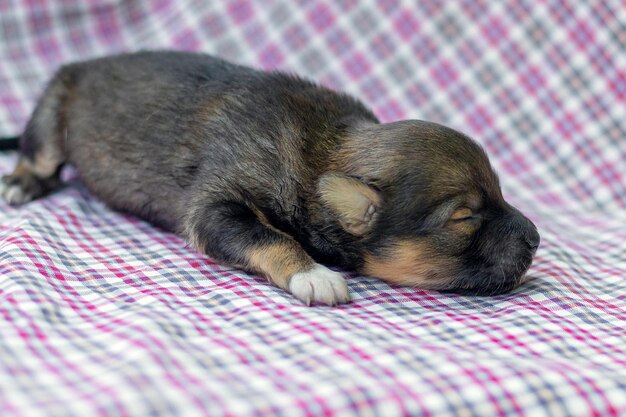 小さな​新生児​の​子犬​が​市松​模様​の​布​の​上に​横たわっています
