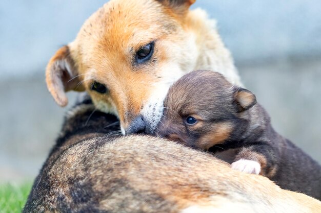 母犬​の​隣​に​いる​小さな​子犬​、​犬​は​赤ちゃん​の​世話​を​します