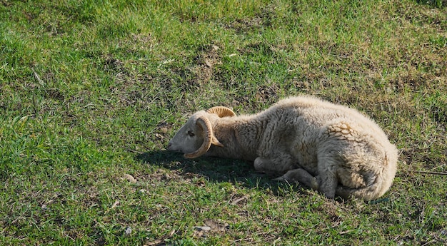 無料写真 若い子羊が牧草地で眠る ラマダンの農場で動物を育てるエコファーム