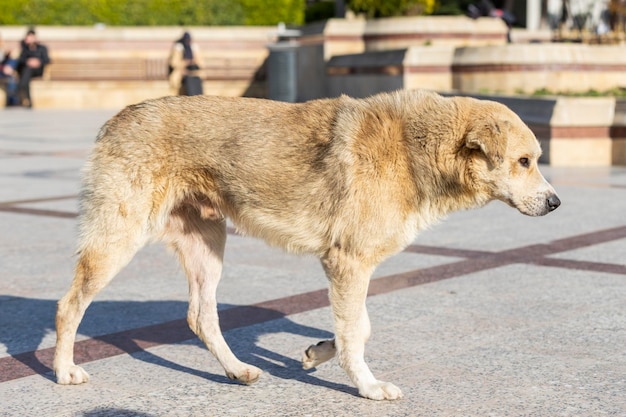 公園を歩いている捨てられた犬高品質の写真