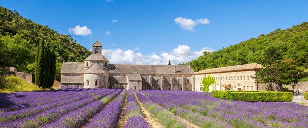 セナンク修道院と咲く列のラベンダーの花。全景。