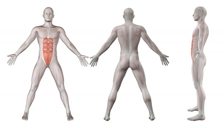 Free Photo abdominals muscles