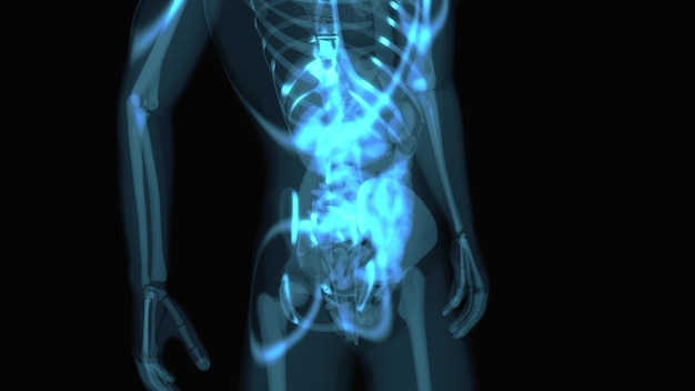 Anatomia 3d astratta dell'apparato digerente