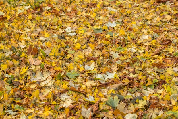 明るい秋の日に落ち葉と抽象的な秋の背景 Premium写真