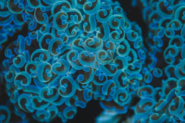 青いキノコの珊瑚の抽象的な背景