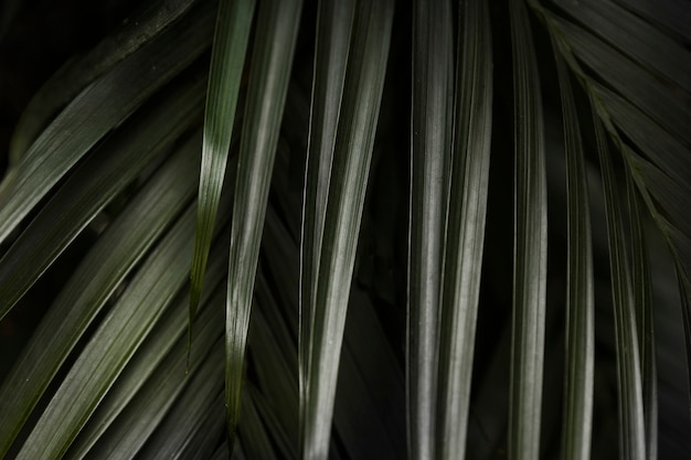 Абстрактный фон из зеленых листьев