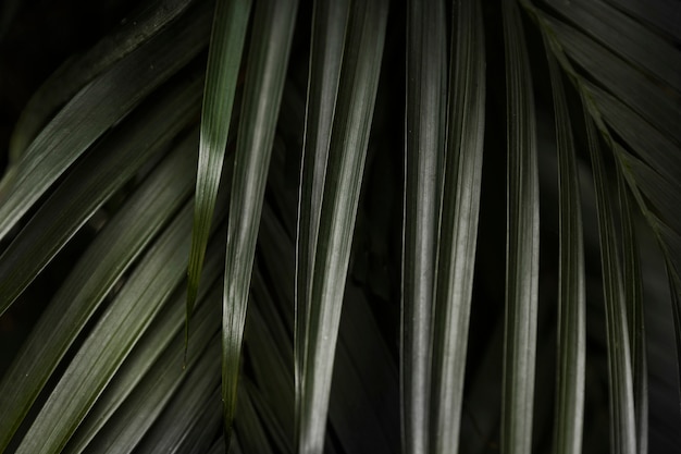 Abstract background of green leaves